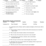 Mitosis Worksheet